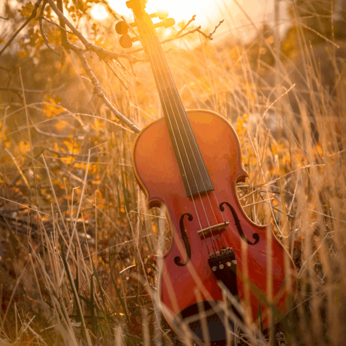 2025 Programme Theme: Nature & Ecology